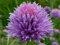 50 Semillas de Cebolleta (Allium Schoenoprasum)