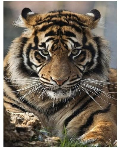 Diamante quadrato 40x50cm square diamond painting grandi dimensioni fai da te con diamanti 5D grande tigre pietre quadrate dipingere con i numeri adulti bambini per la casa le pareti e gli ingresso