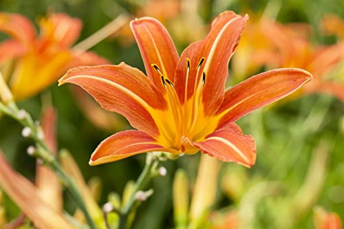 Hemerocallis x cult. 'Sammy Russel' 11x11 cm Topf – Winterhart, Mehrjährig, Pflegeleicht – Taglilie – Staude für Beet & Rabatte
