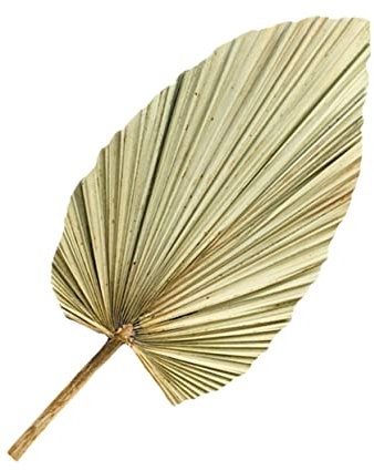 Alipis 1Pc Tournesol Feuille Décoration Géante Feuilles Séchées Décor Rustique Feuilles Tropical Feuille De Palmier Séchée Feuille De Palmier Séchée Décoration Murale Vert Olive