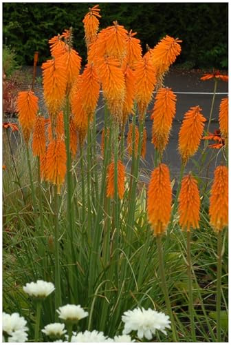 Stauden Gänge 3 x Kniphofia 'Mango Popsicle' Fackellilie Orange winterhart | Fackellilie – winterharte Staude & Dauerblüher für sonnige Beete, mehrjährig, bienenfreundlich, 1 L Topf (11x11 cm)