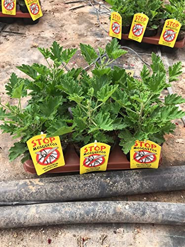Citronela Pack 6 Plantas - Planta Aromática - Planta Natural - Maceta 13 cm ø (Pelargonio citrodorum)