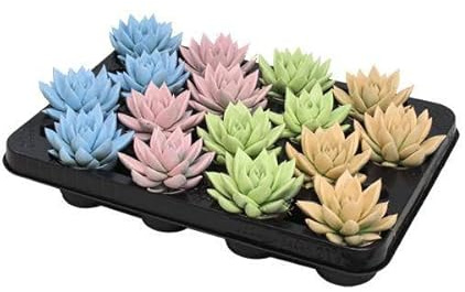 Echeveria Mezcla de colores pastel – plantas suculentas – Planta de interior – Ø 6 cm – 8 cm – 16 unidades