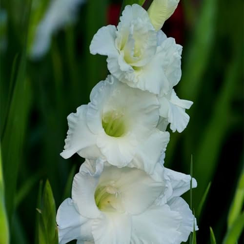 NVNJHJN.Gladiolus Bulbs.Strong Plants That Grow Well Mix Golden Jade Carving Feels Beautiful.-10 Bulbs-B