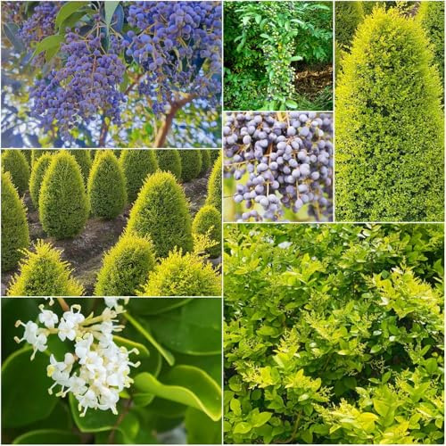 ligusterhecke winterhart - winterharte stauden liguster heckenpflanzen winterharte pflanztöpfe kräutersamen zimmerpflanze balkon garten bonsai dachbegrünung 10samen