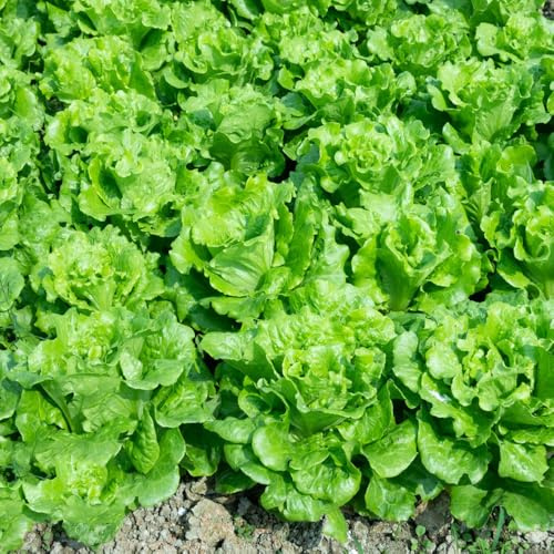 Pflücksalat, gemüsesamen garten SalatSamen exotische stauden winterhart mehrjährig wintergemüse 500Samen