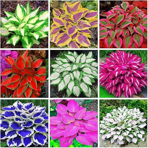 400+ Unità Hosta Mista Aromatica, Decorazione Giardino Balcone Terrazzo, Sviluppo Semplice, Colori Vari, Bassa Manutenzione