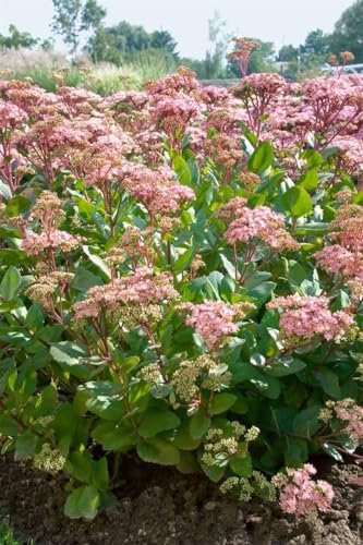 Sedum telephium 'Joyce Henderson' ca. 9x9 cm Topf - Fetthenne, rosa Blüten, Blütezeit August-Oktober, ideal für Steingärten, trockenheitsresistent, pflegeleicht