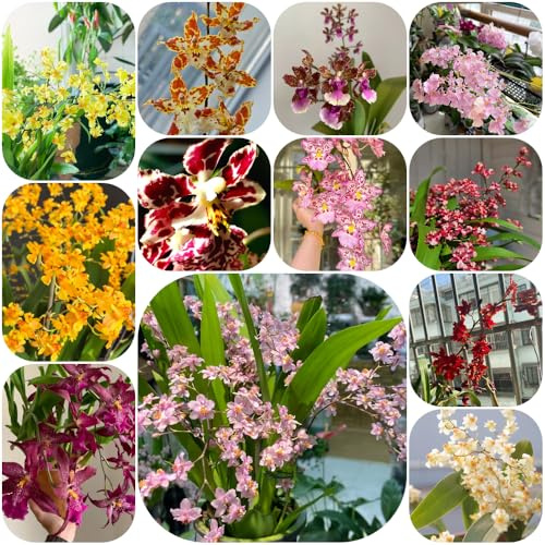 Semi di orchidea Oncidium - organico da ufficio semi di come bomboniera arredamento del soggiorno raro vecchie varietà resistenti estivi da balcone 600pcs