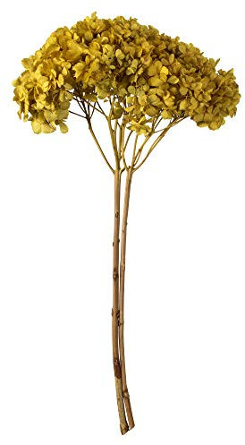 Vickerman Hortensia amarilla de tallo largo de 15 pulgadas, decoración floral seca preservada real para bodas, hogar o arreglos diarios