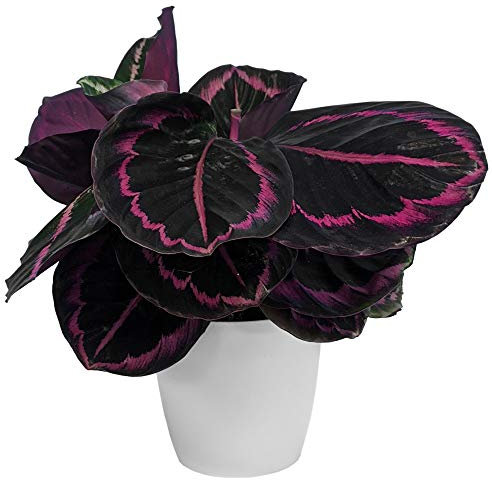 Calatea Surprise Star Maranta Planta de Interior para Hogar u Oficina (25-35cm Incl Pot)