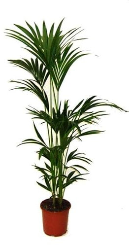 DECOALIVE Kentia Palmera de Interior Grande 150 cm de Altura Planta Natural
