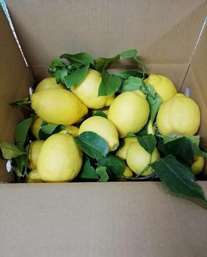 Unbehandelte und garantierte Zitronen – 9 kg – Gemischtes Kaliber – Digitaler Garten – hergestellt in Kalabrien – Italien
