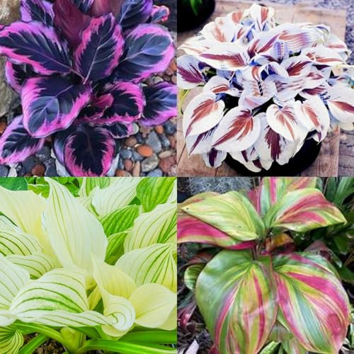 Hosta Mix for Planting Now UK/Greening Flower/Strong Plants That Grow Well/Natural Organic/Cut Flowers/Good for Containers,Wedding Flowers.-6Bulbs-I
