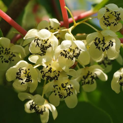 Actinidia Mâle Weiki 1L - Plante de Jardin, Arbres fruitiers - la Décoration Parfaite pour Votre Propriété - Pour les Débutants et les Jardiniers Professionnels