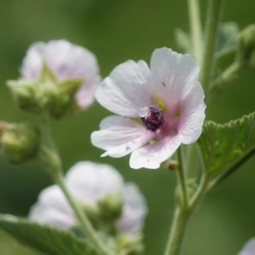 veri semi biologici di malva Althaea officinalis, semi di luoghi soleggiati serre da balcone biologici vecchie varietà come per gli ospiti 350pcs