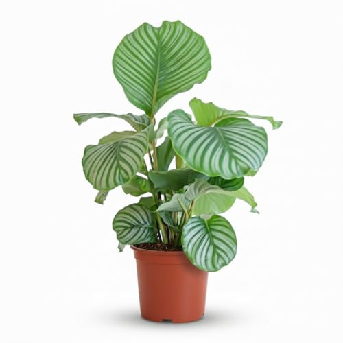 Green boutiQ - Plante d'intérieur - Plante Paon - Calathea Orbifolia - Vert - Entretien facile - 1 Plante - Pot 21cm - Hauteur 60-70cm