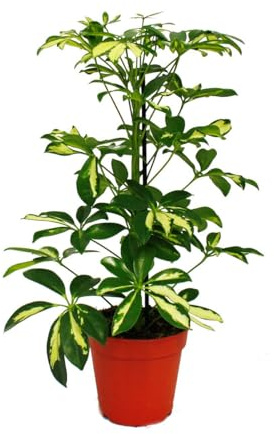Exotenherz - Strahlenaralie - Schefflera - weiss-bunte Blätter - 1 Pflanze - pflegeleichte Zimmerpflanze - luftreinigend- 12cm Topf