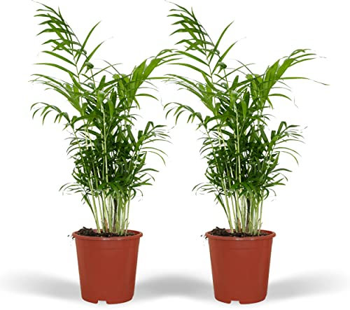 Chamaedorea Elegans - Palmier de montagne mexicain | 2 pièces - 45-55cm - Ø17cm - Plante d'intérieur - Vert persistant - Multideal