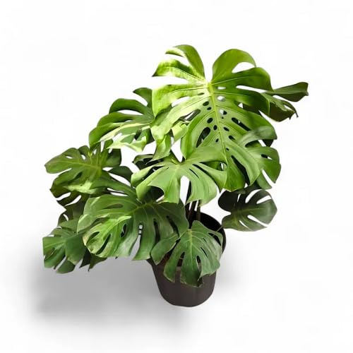 100pcs Green Monstera Plant Seeds
