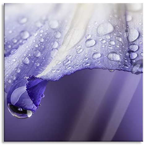 Pixxprint Quadro su vetro | Murale su vetro | Fiore viola con gocce | 50 x 50 cm | con sospensione e distanziatore