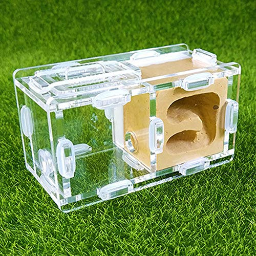 coinbuylot Small Ant Nest Farm Science Experiment Formicarium Insect Nest (Yellow)