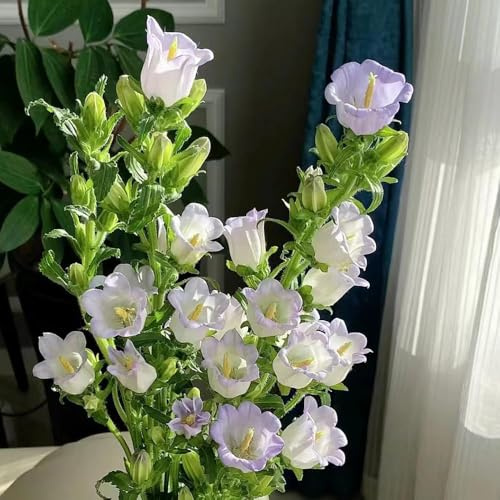 glockenblume - gartenblumen mehrjährig winterhart deko büro balkon winterharte stauden wildblumenwiese mehrjährig kräutersamen balkon 160samen