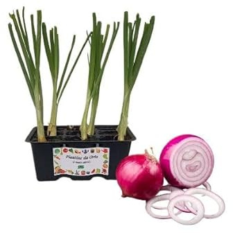 P. Piantine da Orto | Cipolla Lunga di Tropea, Pianta da Orto o Balcone Pronta al Trapianto, Kit da 9 Piantine, Pianta Vera da Esterno, Vivaio Italiano