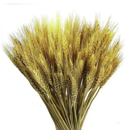 300 Stiele 21,7 Zoll Getrocknete BlumenWeizen, Natürliches Weizenhalme Bündel, Goldene Getrocknete Weizengarben, Trockenblumen Strauß Herbstdekoration, Für Vasen, Kränze, DIYs Bastelarbeiten