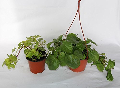 Planta del dinero (Maceta 10,5 cm Ø) - Planta viva de interior