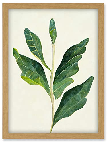 Doppelganger33 LTD Detail Of Rubber Fig Plant Botanical Illustration Artwork Framed Wall Art Print A4