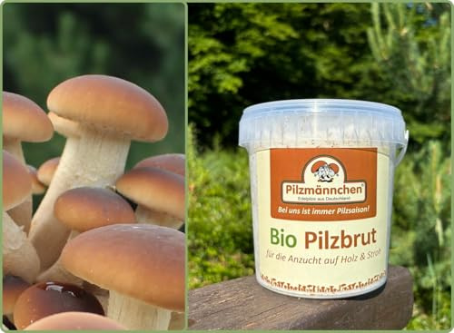 Bio Pioppino Substratbrut - Pilze selber züchten