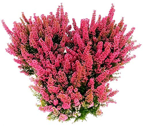 POWERS TO FLOWERS - ERICA GRACILIS ROSSA, 3 PIANTE, piante vere