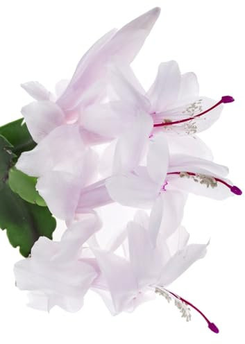 Christmas Cactus Plants - White 'Malissa Dancer' - 1 x Full Plant in a 15cm Pot - Indoor Plants - Cactus - Premium Quality Houseplants