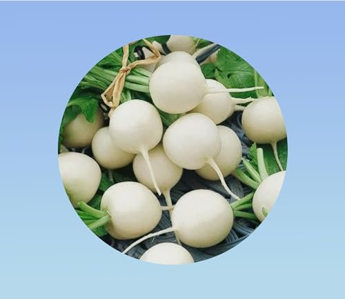 50 graines de Radis rond blanc - aga - radish