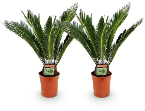 Green boutiQ - Plante d'intérieur - Cycas revoluta - Palmier - Peu d'entretien - Vert - 2 - Pot 17cm - Hauteur 55-65cm