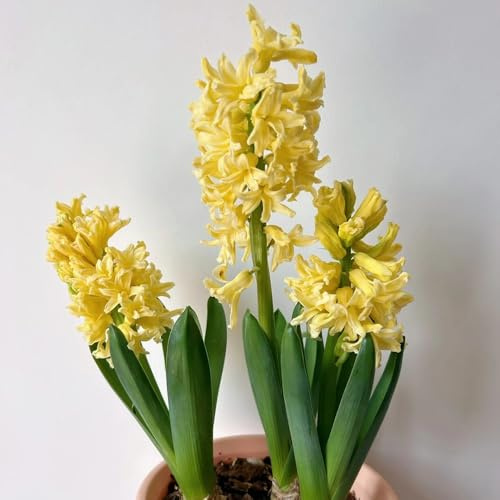 Hyazinthen, seltene blumendeko Hyacinthus orientalis, blumenzwiebeln mehrjährig winterhart topfpflanzen draußen winterhart exotische 5Zwiebeln