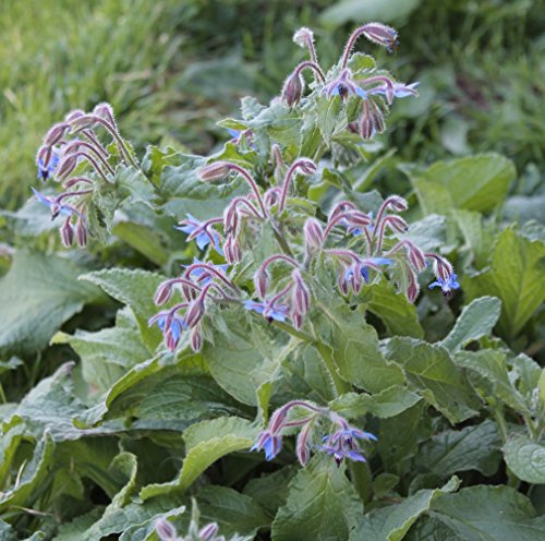 Earthcare Seeds Borage 100 Seeds (Borago officinalis) Heirloom - Open Pollinated