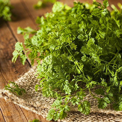 Graines de cerfeuil - anthrisque Cerefolium