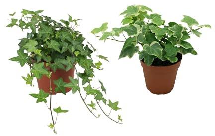 DECOALIVE Duo de Hiedras: Verde y Variegata - Plantas Purificadoras del Aire (8436601570567)