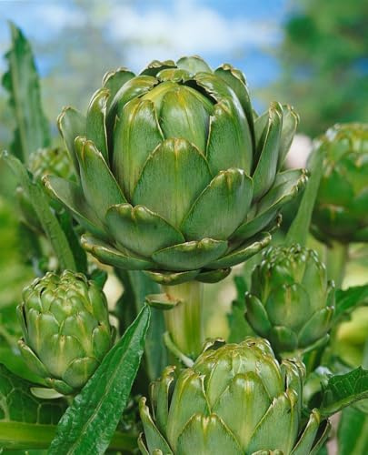 Cynara scolymus ca. 11x11 cm Topf – Mehrjährig & Pflegeleicht – Artischocke – Gemüsepflanze für Beet & Kübel
