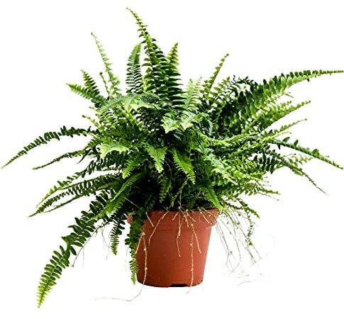 Helecho Planta Purificadora del Aire Natural Planta Verde muy Resistente