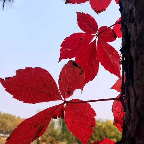200 pcs Wilder Wein Pflanze Samen, hängepflanzen, zaun deko vines Parthenocissus tricuspidata - pflanzen für draußen winterhart kletterpflanzen winterhart, deko pflanzen winterharte