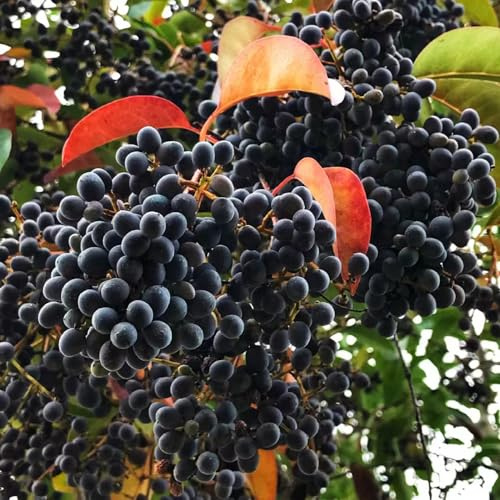 semillas de aligustre de hoja perenne - jardín resistentes 50pcs