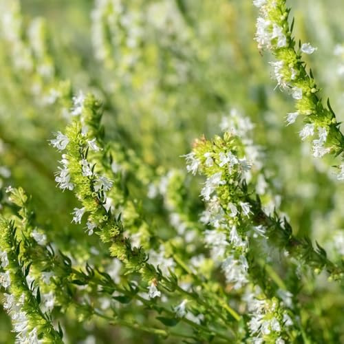 semillas de ajedrea orgánicas, perennes, resistentes al invierno. cobertura del suelo al aire libre 100pcs