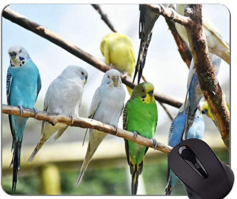 Spiel-Mausunterlage Gewohnheit, bunte Natur des Farbvogels Mauspad