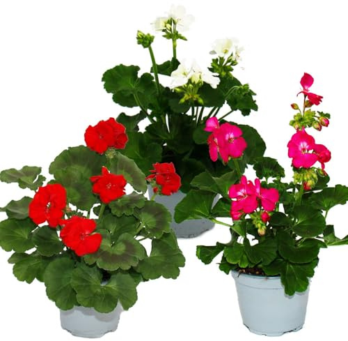 Exotenherz - Géraniums debout – Pelargonium zonale – Pot de 12 cm – Lot de 3 plantes – Mélange de couleurs
