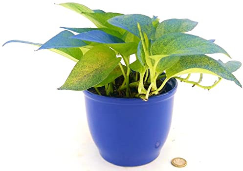 POWERS TO FLOWERS - POTHOS NEON COLOR LIFE BLU IN VASO CERAMICA, v12cm, pianta vera