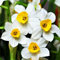 Bulbos de narcisos perennes，Narcisos planta，Largo período de floración，Crecimiento rápido，No hay preocupaciones para los principiantes-10 Bulbos-D