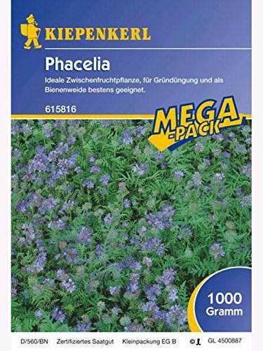 Phacelia Bienenweide Gründünger 1kg